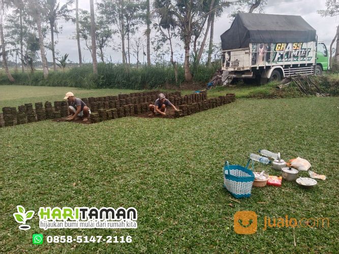 Jasa Tanam Rumput Gajah Mini Batu