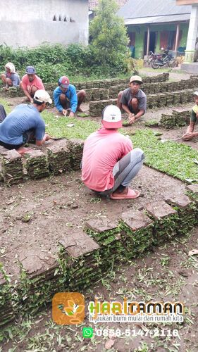 Jasa Tanam Rumput Gajah Mini Batu