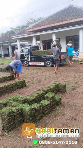 Jasa Tanam Rumput Gajah Mini Batu