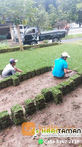 Jasa Tanam Rumput Gajah Mini Batu