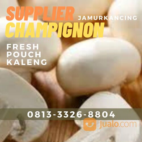 Supplier champignon jamur kancing