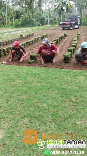Beli Rumput Jepang Per M2 Batu