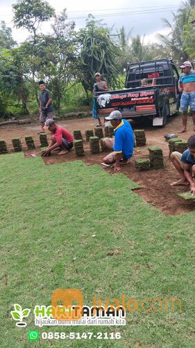 Beli Rumput Jepang Per M2 Batu