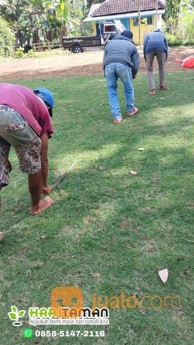 Beli Rumput Jepang Per M2 Batu