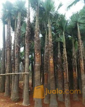 Pohon Palem Raja 081292127731