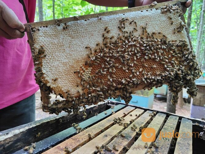 SUPPLIER MADU ASLI MURNI, 0812-5936-3086, Dukuh Kupang Surabaya Madu Kencono