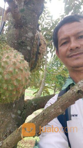 Tanah Usaha Kebun Durian Bawor Omzet Ratusan Juta di Jawa Tengah