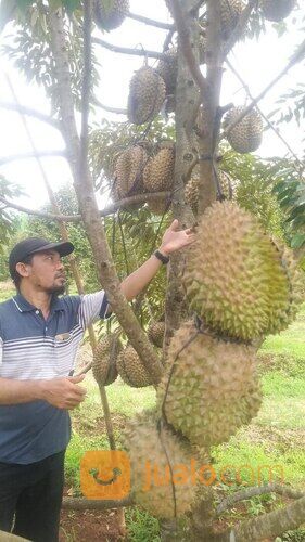 Tanah Usaha Kebun Durian Bawor Omzet Ratusan Juta di Jawa Tengah