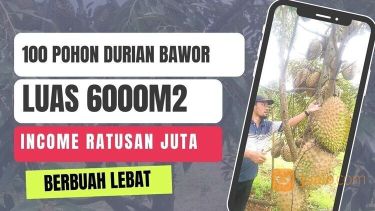 Tanah Usaha Kebun Durian Bawor Omzet Ratusan Juta di Jawa Tengah