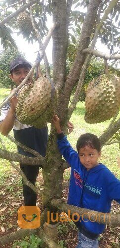 Tanah Usaha Kebun Durian Bawor Omzet Ratusan Juta di Jawa Tengah