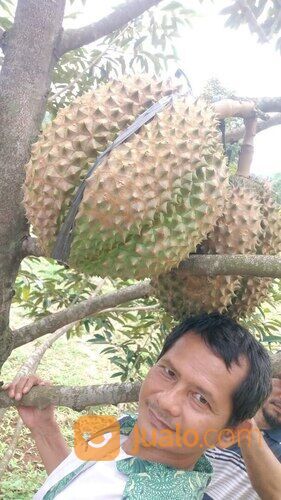 Tanah Usaha Kebun Durian Bawor Omzet Ratusan Juta di Jawa Tengah