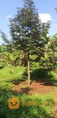 Tanah Usaha Kebun Durian Bawor Omzet Ratusan Juta di Jawa Tengah