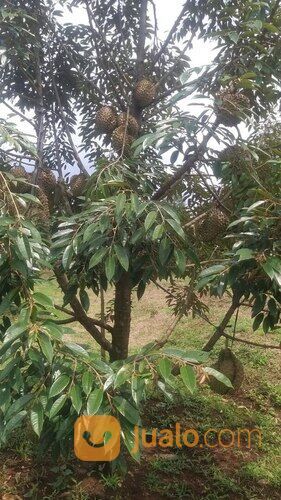 Tanah Usaha Kebun Durian Bawor Omzet Ratusan Juta di Jawa Tengah
