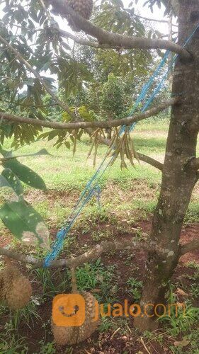 Tanah Usaha Kebun Durian Bawor Omzet Ratusan Juta di Jawa Tengah