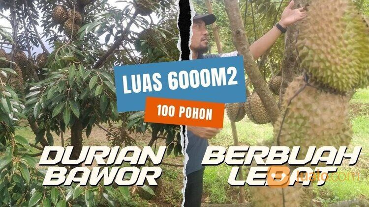 Tanah Usaha Kebun Durian Bawor Omzet Ratusan Juta di Jawa Tengah