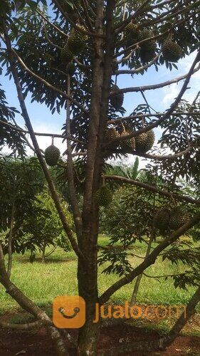 Tanah Usaha Kebun Durian Bawor Omzet Ratusan Juta di Jawa Tengah