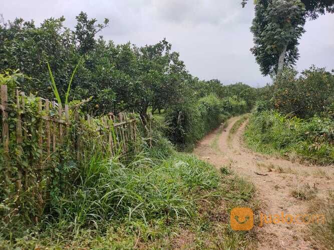 Edisi BU Kebun Jeruk Peras Murah Luas Strategis di Dau Malang