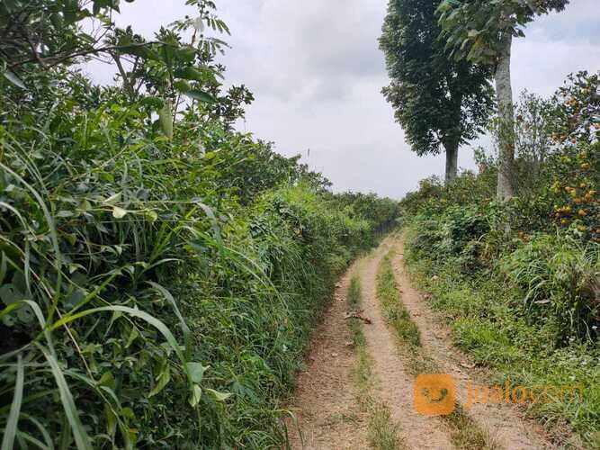 Edisi BU Kebun Jeruk Peras Murah Luas Strategis di Dau Malang