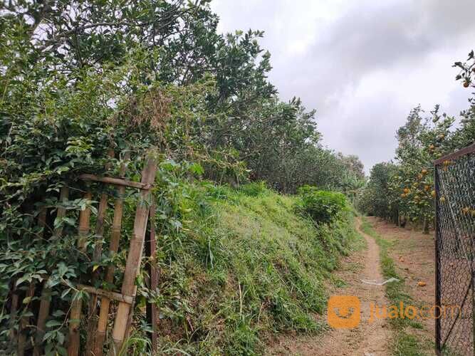 Edisi BU Kebun Jeruk Peras Murah Luas Strategis di Dau Malang