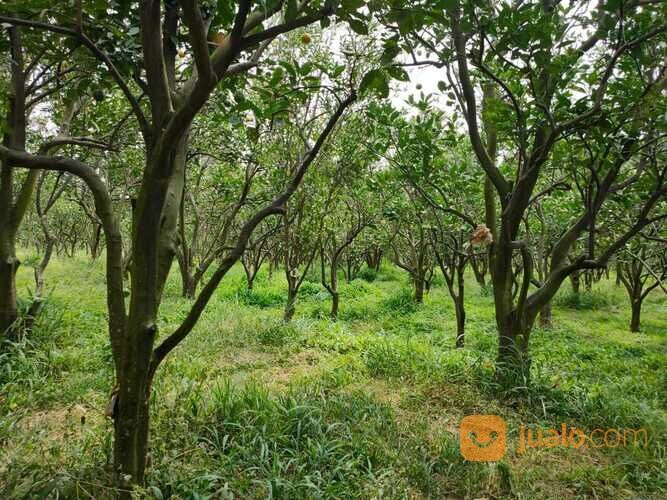 Edisi BU Kebun Jeruk Peras Murah Luas Strategis di Dau Malang