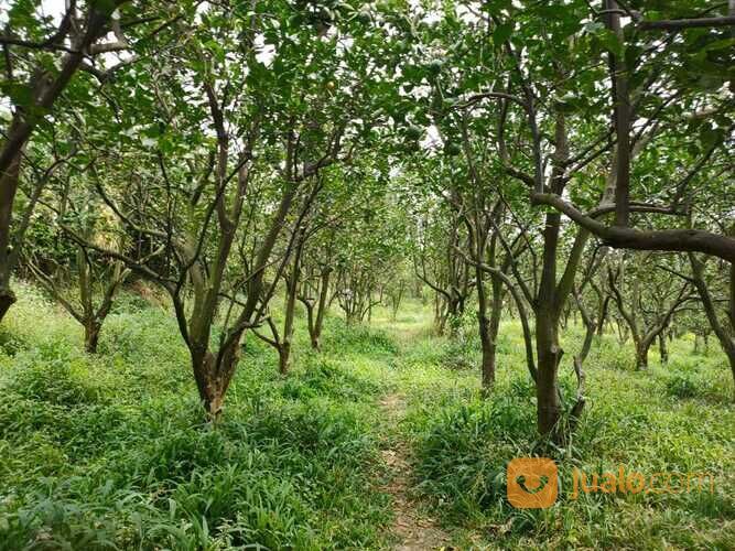 Edisi BU Kebun Jeruk Peras Murah Luas Strategis di Dau Malang