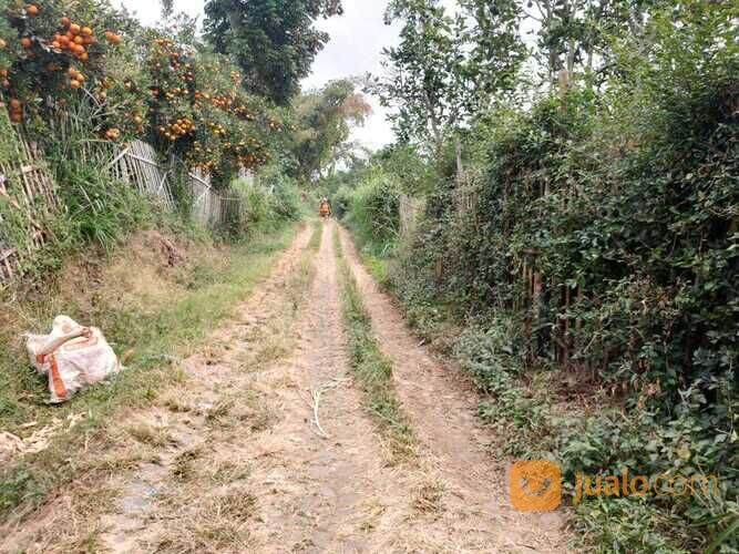 Edisi BU Kebun Jeruk Peras Murah Luas Strategis di Dau Malang