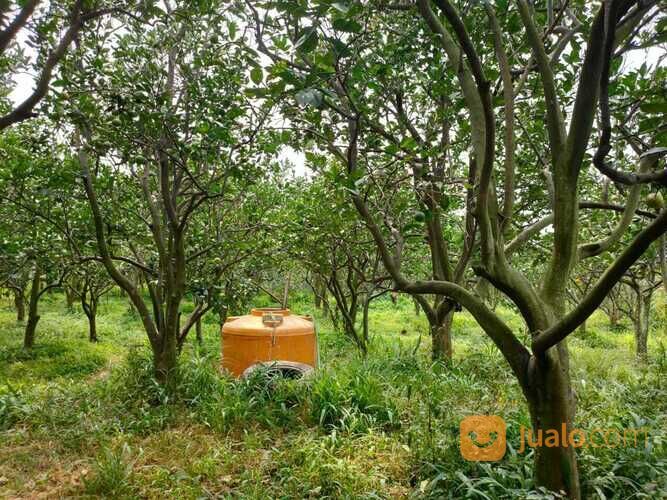 Edisi BU Kebun Jeruk Peras Murah Luas Strategis di Dau Malang