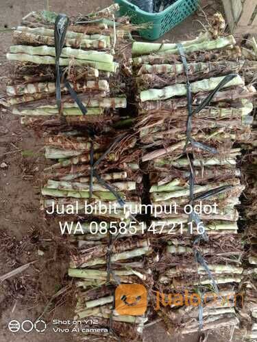 Bibit Rumput Odot Kota Blitar Termurah