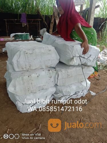 Bibit Rumput Odot Kota Blitar Termurah