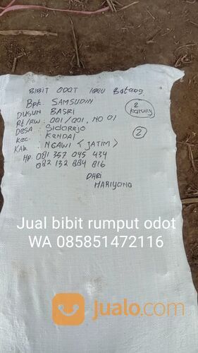 Bibit Rumput Odot Kota Blitar Termurah