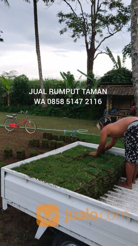 Supplier Rumput Jepang Kota Blitar Termurah
