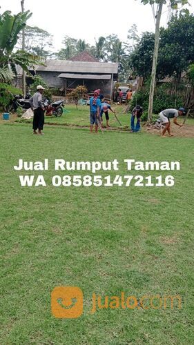 Supplier Rumput Jepang Kota Blitar Termurah