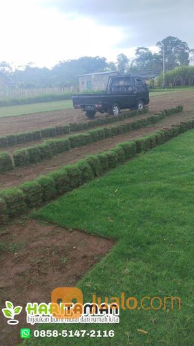 Beli Rumput Jepang Per M2 Kota Kediri