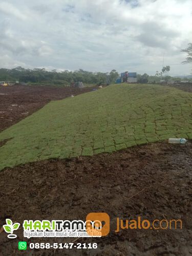 Beli Rumput Jepang Per M2 Kota Kediri