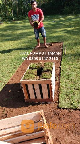 Beli Rumput Jepang Per M2 Kota Kediri