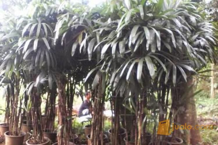 Pohon Palem Waregu 081292127731