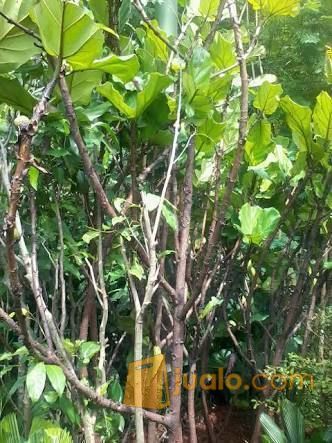 Ketapang Biola Cantik.081292127731