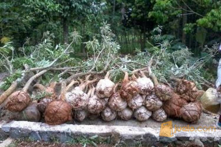 Pohon Tabebuya .081292127731