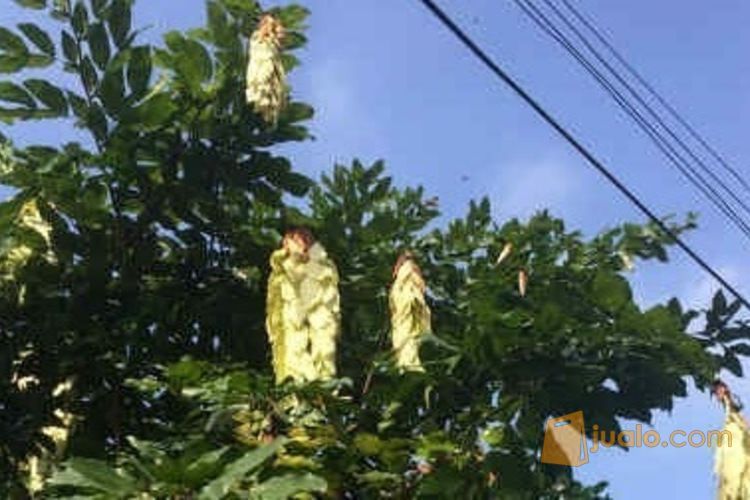 Pohon Sapu Tangan 081292127731