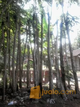 Pohon Sosis.Kunto Bima 081292127731