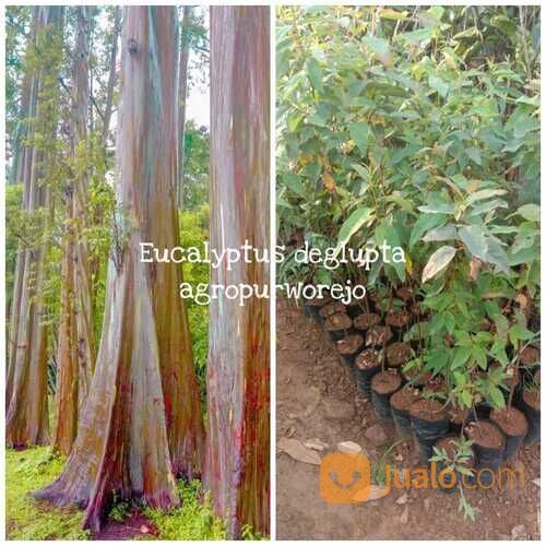 Bibit Tanaman Unik Pohon Pelangi I Eucalyptus Deglupta I Rainbow Gum