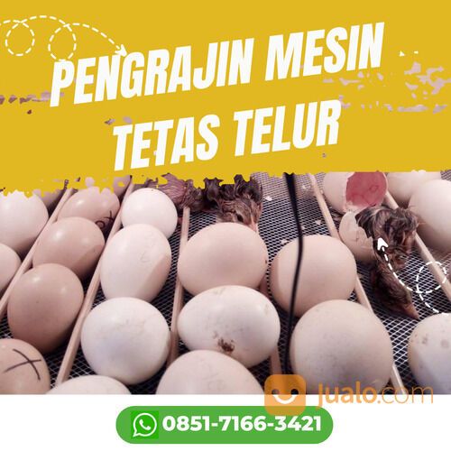 Harga Mesin Penetas Telur Burung Lovebird Di Merangin Jambi