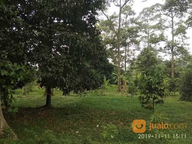 Tanah Murah, Lahan Perkebunan Durian dan Manggis, Leuwiliang, Bogor, Jawa Barat