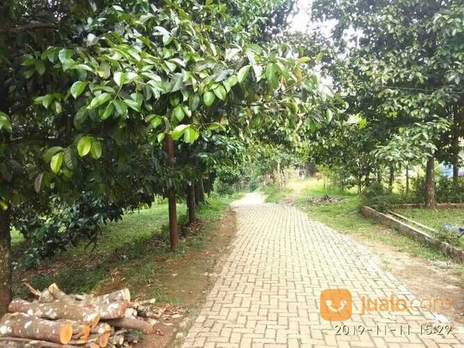 Tanah Murah, Lahan Perkebunan Durian dan Manggis, Leuwiliang, Bogor, Jawa Barat