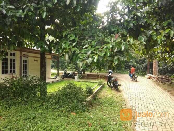 Tanah Murah, Lahan Perkebunan Durian dan Manggis, Leuwiliang, Bogor, Jawa Barat