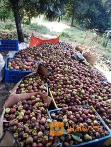 Tanah Murah, Lahan Perkebunan Durian dan Manggis, Leuwiliang, Bogor, Jawa Barat