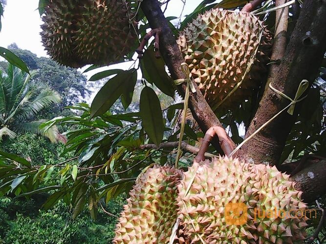 Tanah Murah, Lahan Perkebunan Durian dan Manggis, Leuwiliang, Bogor, Jawa Barat
