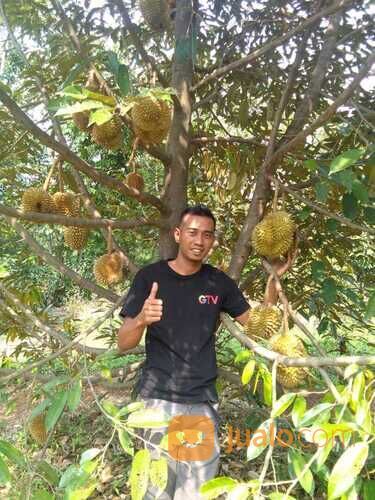 Tanah Murah, Lahan Perkebunan Durian dan Manggis, Leuwiliang, Bogor, Jawa Barat