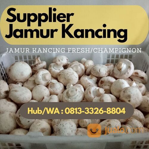Hub/Wa 0813-3326-8804, jamur kancing fresh di malang