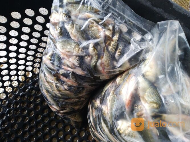 Baby Fish Cianjur